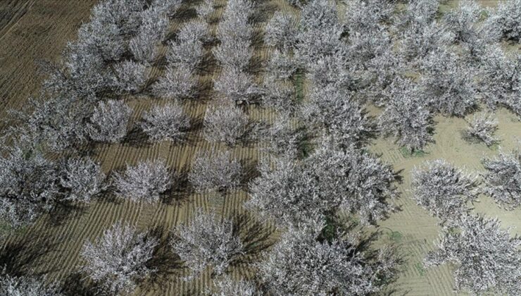 Malatya’da kayısı ağaçları çiçek açtı