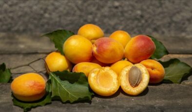 Malatya’da kayısı mercek altına alınıyor