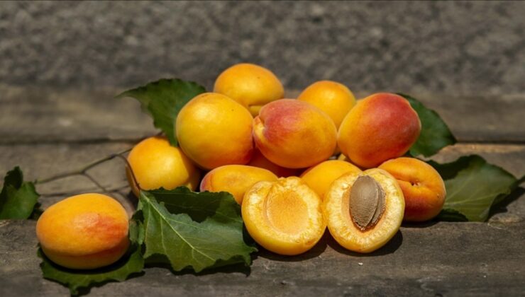 Malatya’da kayısı mercek altına alınıyor