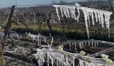 Manisa’da üzüm bağlarını don vurdu