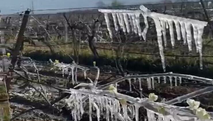 Manisa’da üzüm bağlarını don vurdu