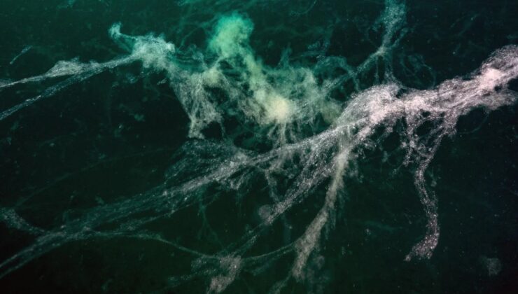 Marmara’da görülen müsilaj yüzeye yaklaşıyor