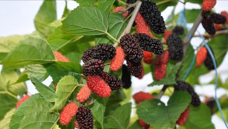 Mersin seralarında karadut mesaisi sürüyor