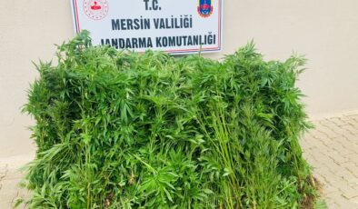 Mersin’de evinin bahçesini uyuşturucu tarlasına çevirdi