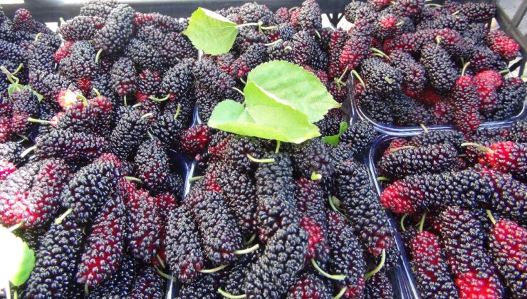 Mersin’de yetişen karadutun yüzde 70’i ihraç ediliyor