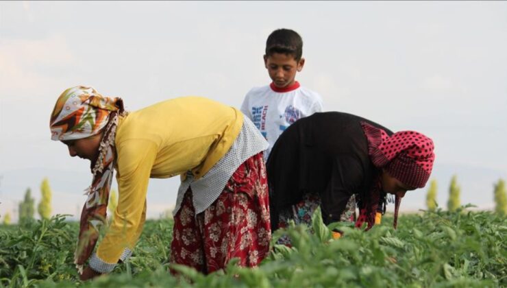Mevsimlik işçilerde en yüksek günlük ücret Rize’de