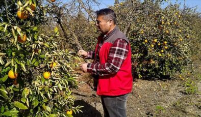 Muğla’da don vuran meyve bahçelerinde hasar tespit çalışması sürüyor