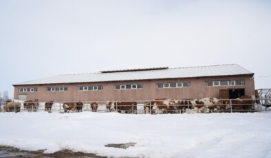 Muş’ta 130 büyükbaş hayvan ile 1 ton süt üretiyor