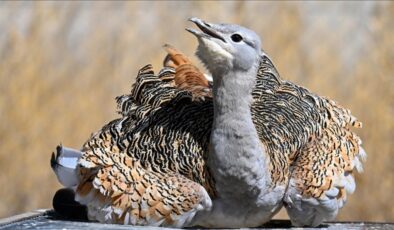 Muş’ta bulunan toy kuşu Van’da tedavi edildi