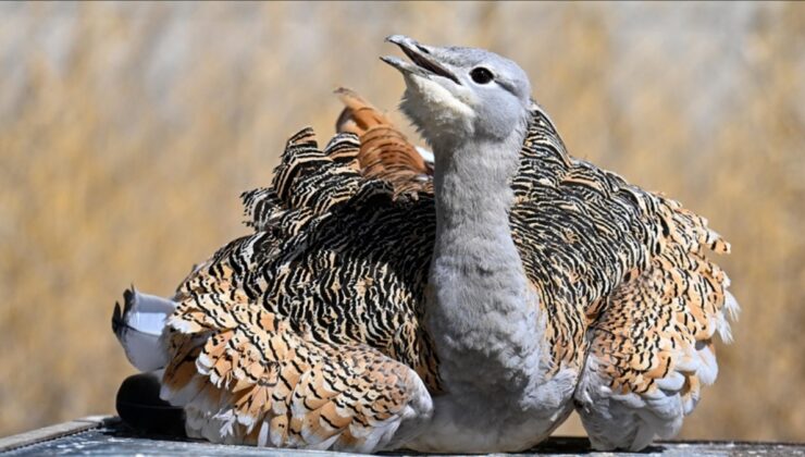 Muş’ta bulunan toy kuşu Van’da tedavi edildi
