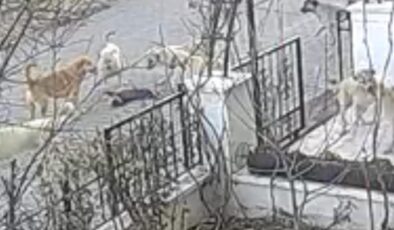Nevşehir’de başıboş köpekler kediyi parçaladı