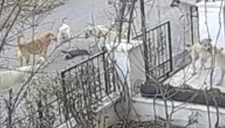 Nevşehir’de başıboş köpekler kediyi parçaladı