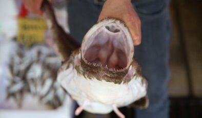 Ordu’da yakalanan fener balığının kilosu 500 liraya satıldı