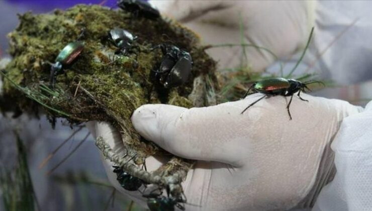 Orman zararlarıyla mücadelede 856 bin ‘terminatör böcek’ kullanıldı