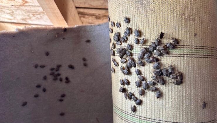 Samsun’a ‘Yağan kara güvenme, kokarcaya aman verme’ uyarısı