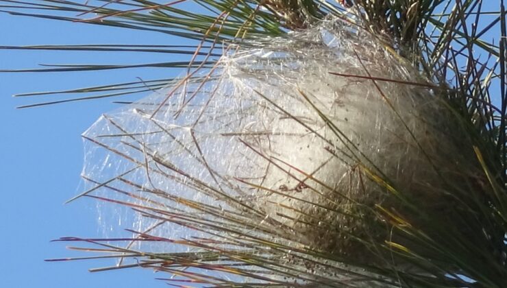 Samsun’da ‘çam kese böceği’ tehlikesi