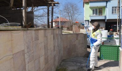 Samsun’da kahverengi kokarca ile mücadele başladı