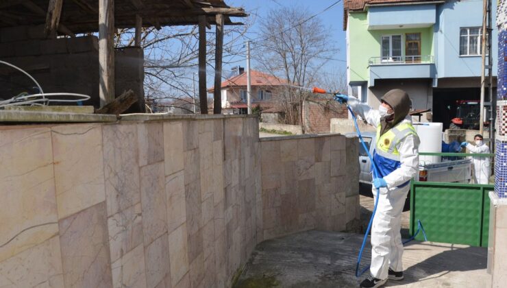 Samsun’da kahverengi kokarca ile mücadele başladı