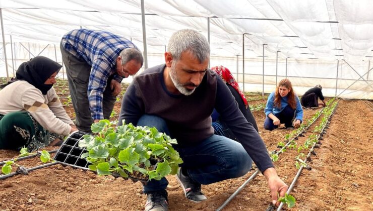 Şanlıurfa’da seralarda fide dikimi başladı