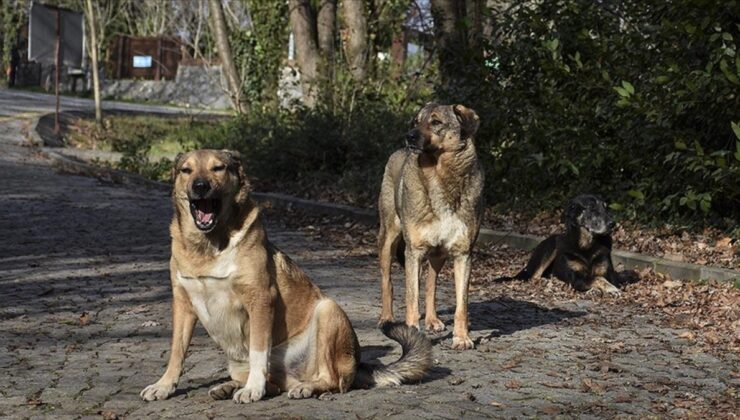 Şanlıurfa’da sokak köpekleri 2 kişiyi ısırdı