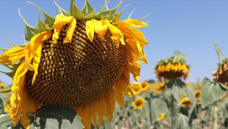 TMO’dan 18 bin ton ayçiçek yağı alımı için ihale