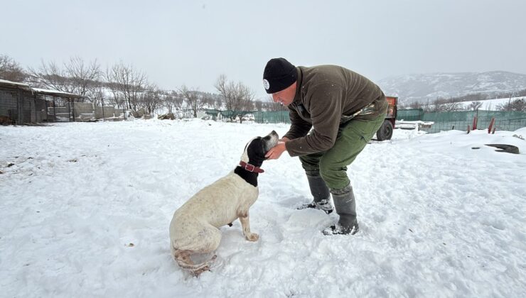 Tokat’ta öğretmenliği bırakıp köpek yetiştiriciliğine başladı