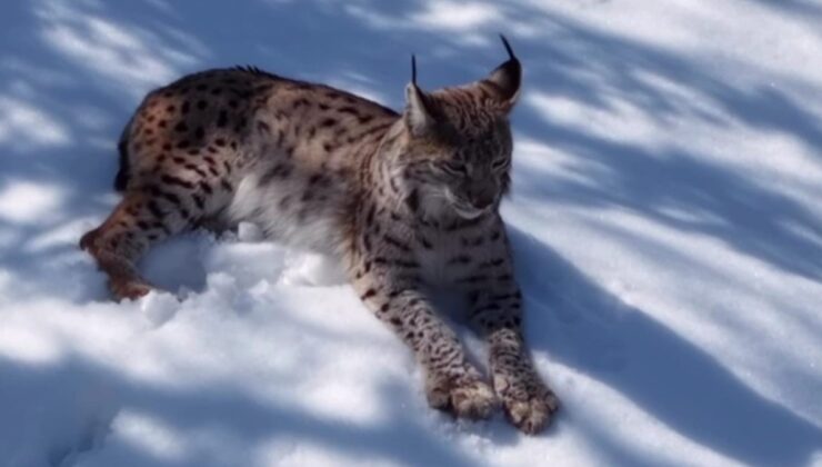 Tunceli’de karlar üstünde vaşak görüntülendi
