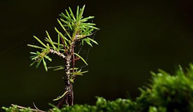 Türkiye, en çok ağaçlandırma yapmakta Avrupa birincisi