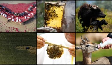 Türkiye, tarımsal hasılada Avrupa’da 1. ve dünyada 8.