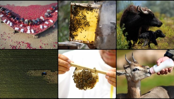 Türkiye, tarımsal hasılada Avrupa’da 1. ve dünyada 8.