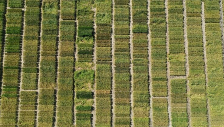 Türkiye’de en fazla çeltik Edirne’de üretiliyor