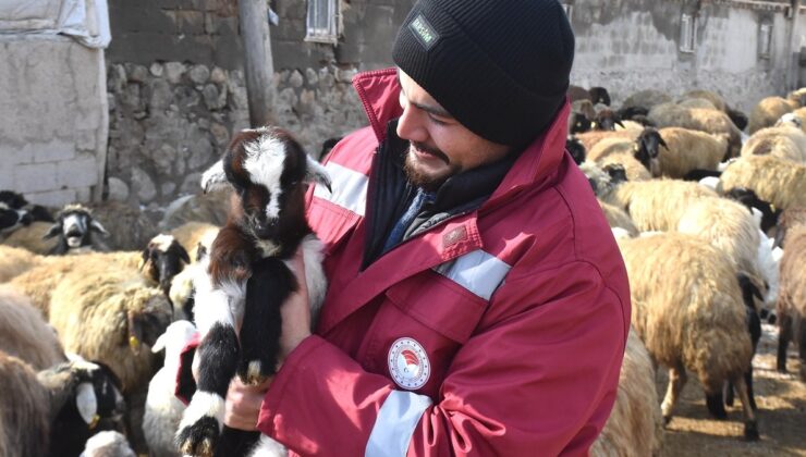 Van’da süngerleme yöntemiyle kuzu sayısı iki katına çıktı