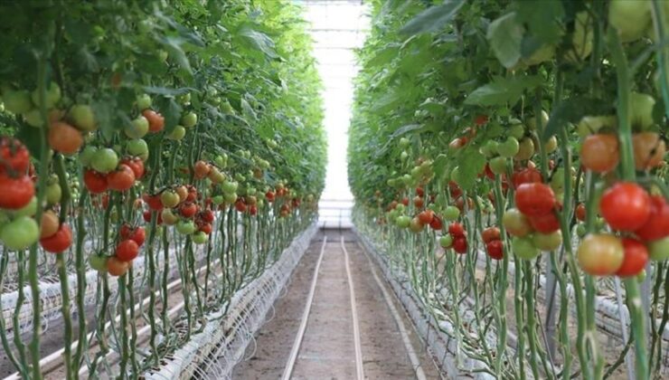 Yozgat’ta tarım, Sera Organize Tarım Bölgesi ile büyüyor
