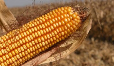 AB’den genetiği değiştirilmiş mısıra onay