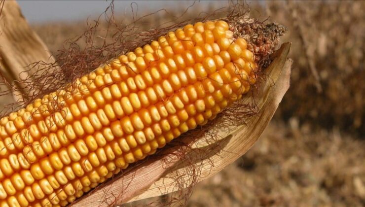 AB’den genetiği değiştirilmiş mısıra onay