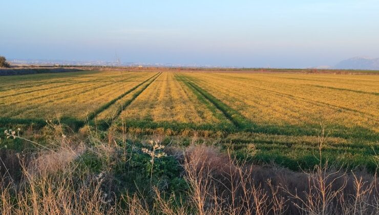 Adana’da buğdaya don ve kuraklık tehdidi