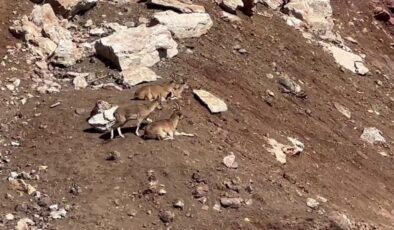 Adıyaman’da dağ keçileri görüntülendi