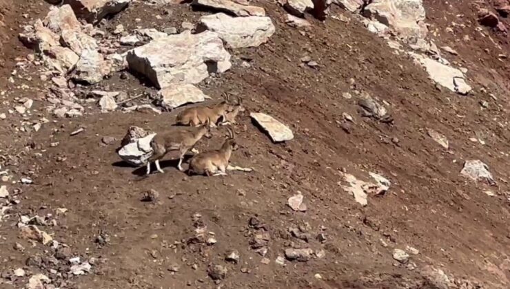 Adıyaman’da dağ keçileri görüntülendi