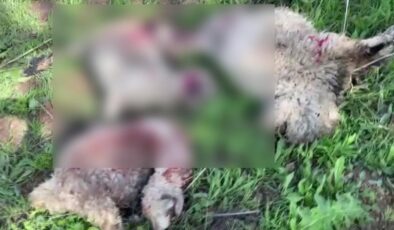 Adıyaman’da kurtlar, 10 koyunu telef etti