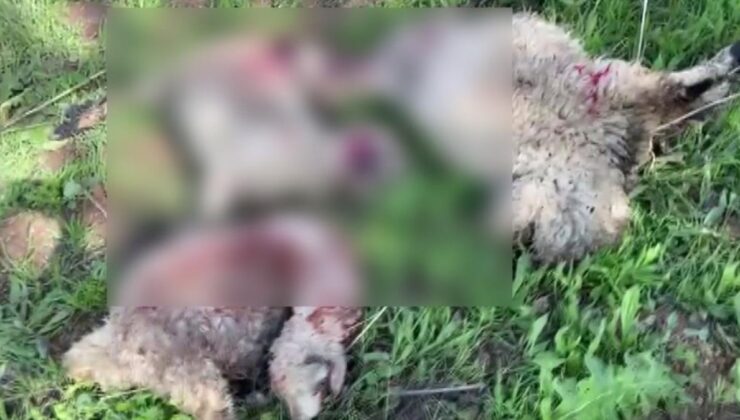 Adıyaman’da kurtlar, 10 koyunu telef etti