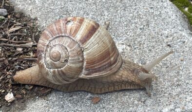 Afyonkarahisar’da salyangoz sezonu: Kilosu 35 TL