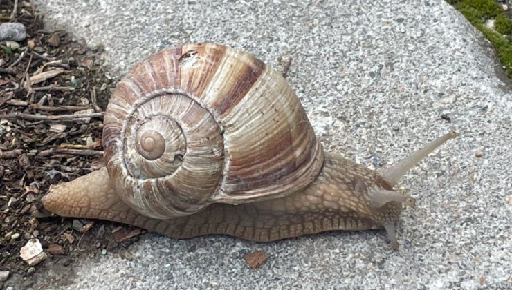 Afyonkarahisar’da salyangoz sezonu: Kilosu 35 TL