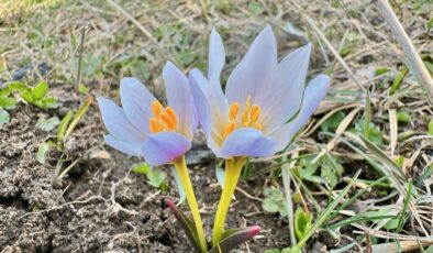 Ağrı’da baharın gelişiyle doğa canlandı