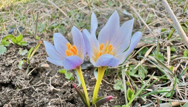 Ağrı’da baharın gelişiyle doğa canlandı