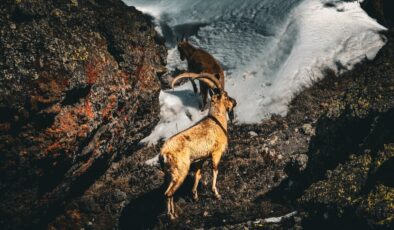 Ağrı’nın yüksek dağlarında yaban keçileri görüntülendi