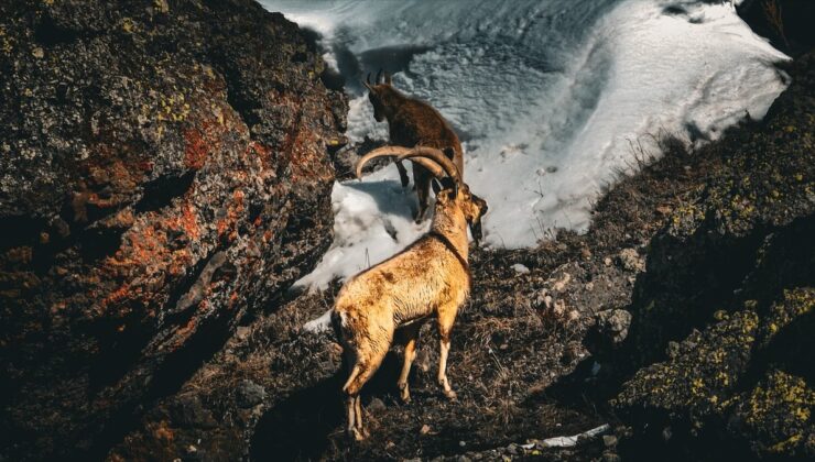 Ağrı’nın yüksek dağlarında yaban keçileri görüntülendi