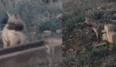 Anadolu’nun sessiz gece bekçisi, çizgili sırtlan görüntülendi