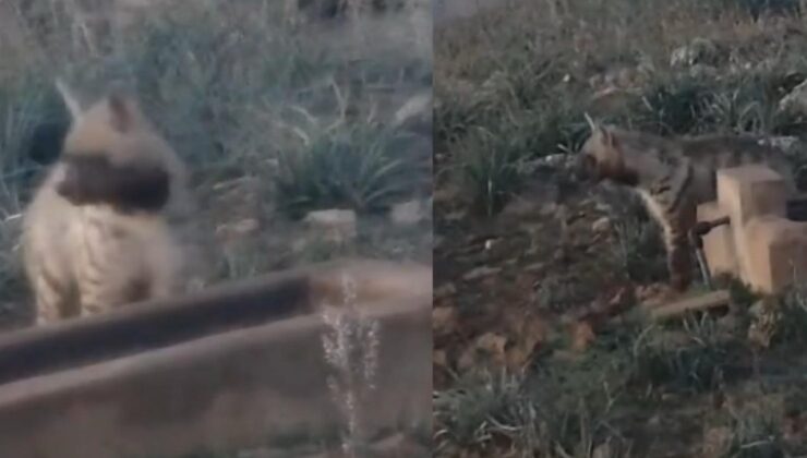 Anadolu’nun sessiz gece bekçisi, çizgili sırtlan görüntülendi