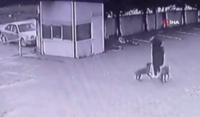 Ankara’da bir kadın köpeklerin saldırısına uğradı