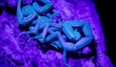 Ankara’da yetiştirdiği mavi akrebin zehrini sağıp tüketiyor